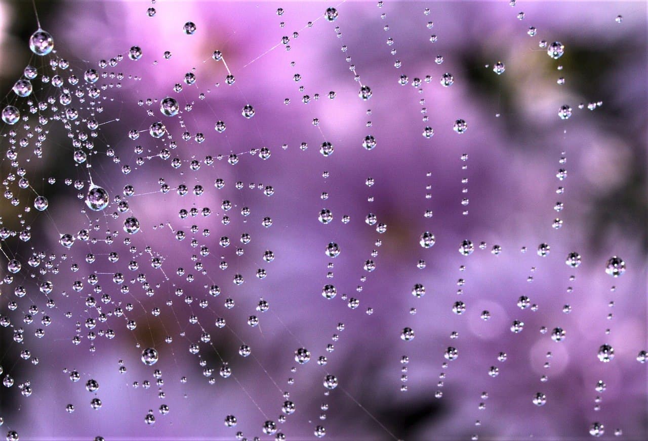 spiderweb photo