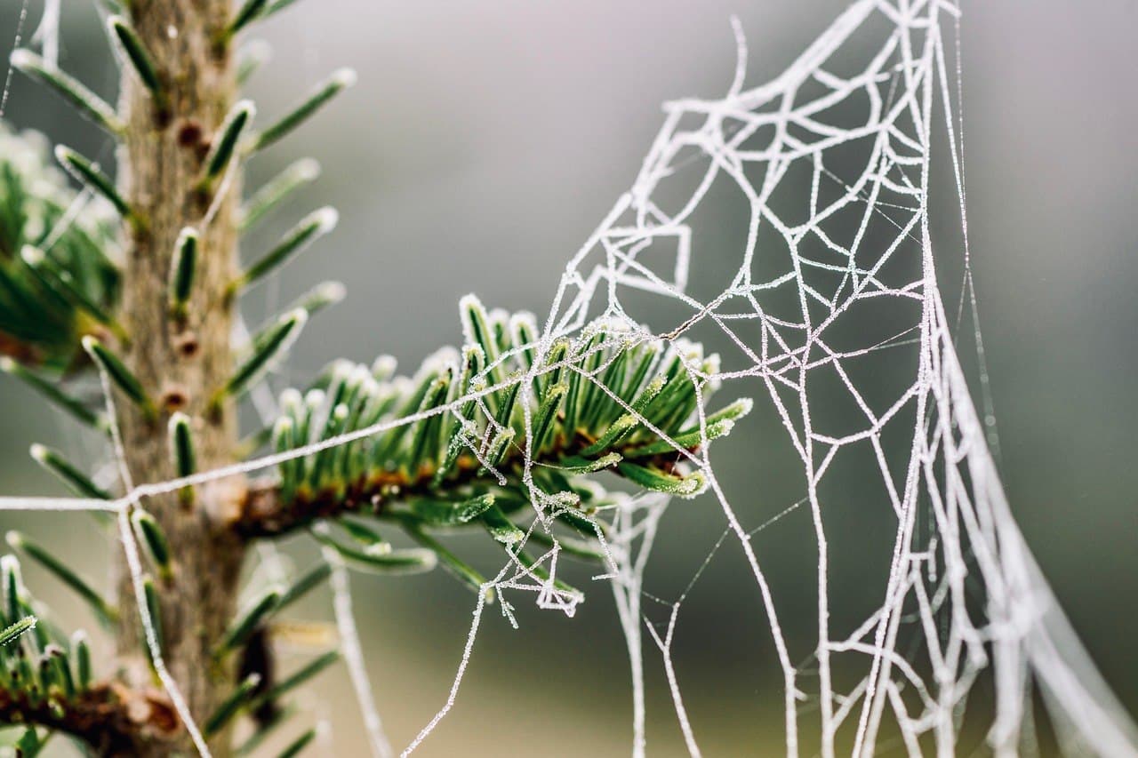 Photo by suju-foto spiderweb photo