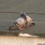 Gołębie gody i podchody Gołębie zaloty